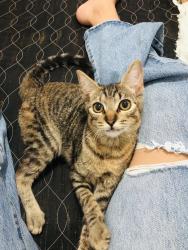 Lost Female Cat last seen Rua Regina Célia Camilo de Souza , Caximba, PR 