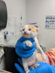 Shelter Stray Male Cat last seen Oakland, CA 94606, Oakland, CA 94601
