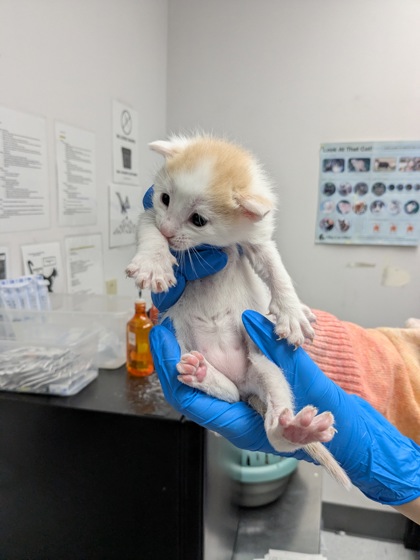 Shelter Stray Male Cat last seen Oakland, CA 94606, Oakland, CA 94601