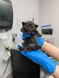 Shelter Stray Male Cat last seen Oakland, CA 94606, Oakland, CA 94601