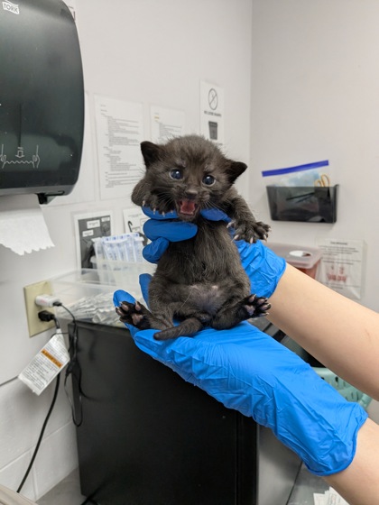 Shelter Stray Male Cat last seen Oakland, CA 94606, Oakland, CA 94601