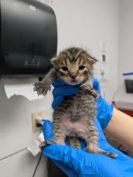 Shelter Stray Female Cat last seen Oakland, CA 94606, Oakland, CA 94601