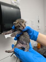 Shelter Stray Male Cat last seen Oakland, CA 94606, Oakland, CA 94601