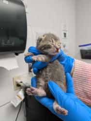 Shelter Stray Female Cat last seen Oakland, CA 94606, Oakland, CA 94601
