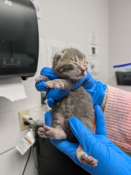 Shelter Stray Female Cat last seen Oakland, CA 94606, Oakland, CA 94601