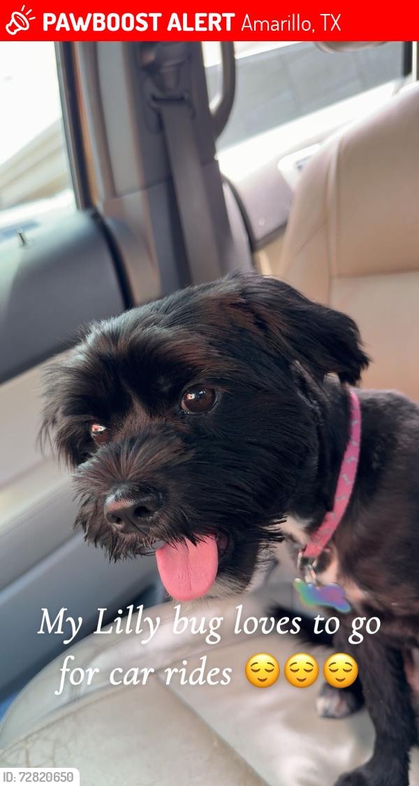 Lost Female Dog last seen Near s Roosevelt , Amarillo, TX 79103