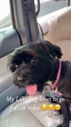 Lost Female Dog last seen Near s Roosevelt , Amarillo, TX 79103