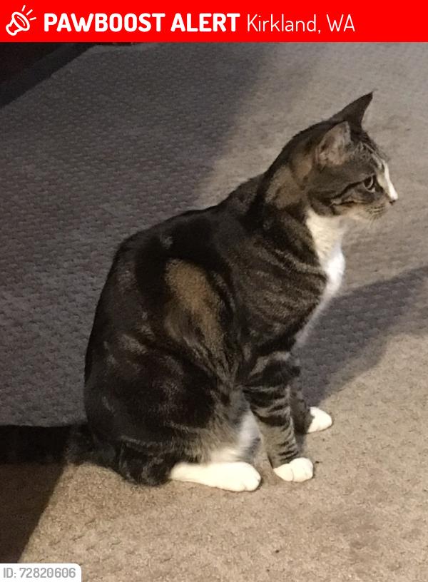 Lost Male Cat last seen 86th Ave NE & NE 121 Pl, Kirkland, WA 98034