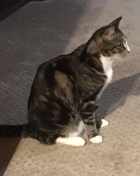 Lost Male Cat last seen 86th Ave NE & NE 121 Pl, Kirkland, WA 98034