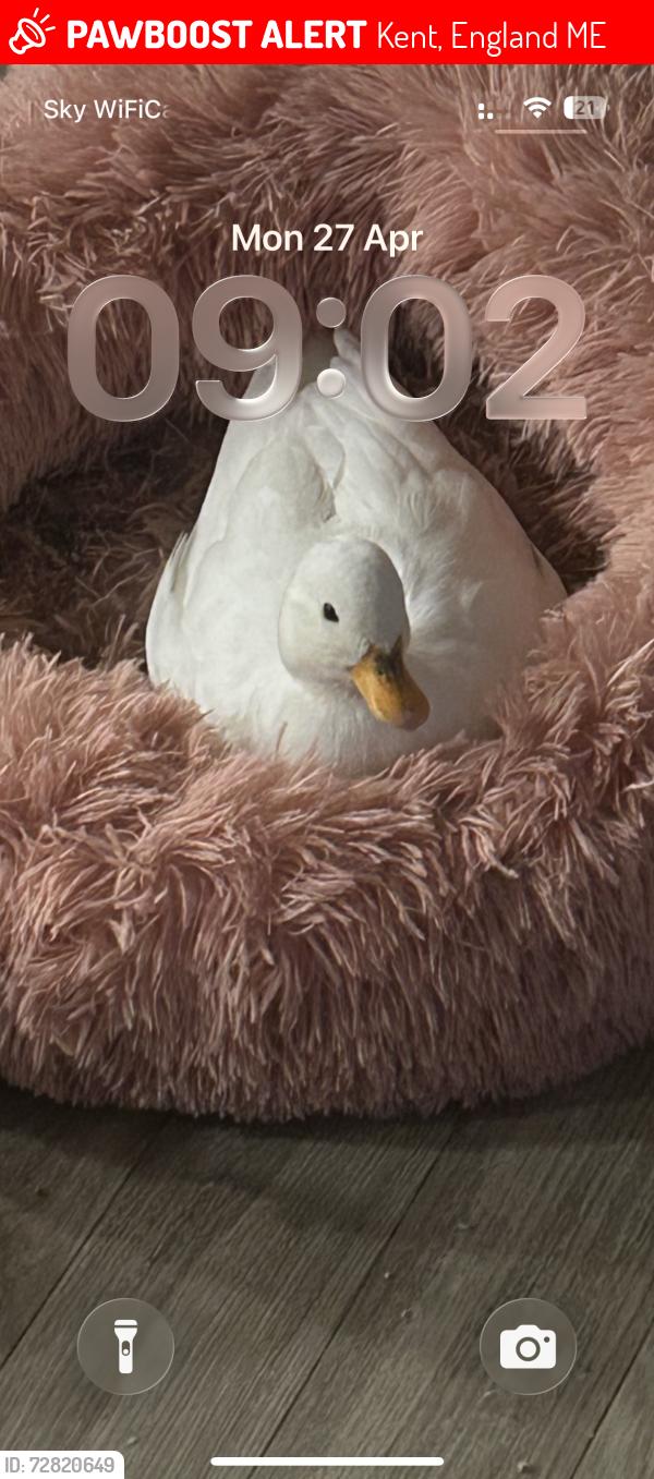 Lost Female Bird last seen Preston hall, Kent, England ME20