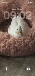 Lost Female Bird last seen Preston hall, Kent, England ME20