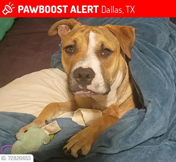Lost Female Dog last seen Near w camp wisdom 75232, Dallas, TX 75232