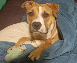 Lost Female Dog last seen Near w camp wisdom 75232, Dallas, TX 75232