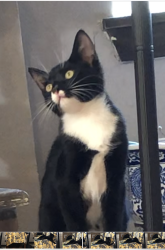 Lost Male Cat last seen Tesla League City, League City, TX 77573