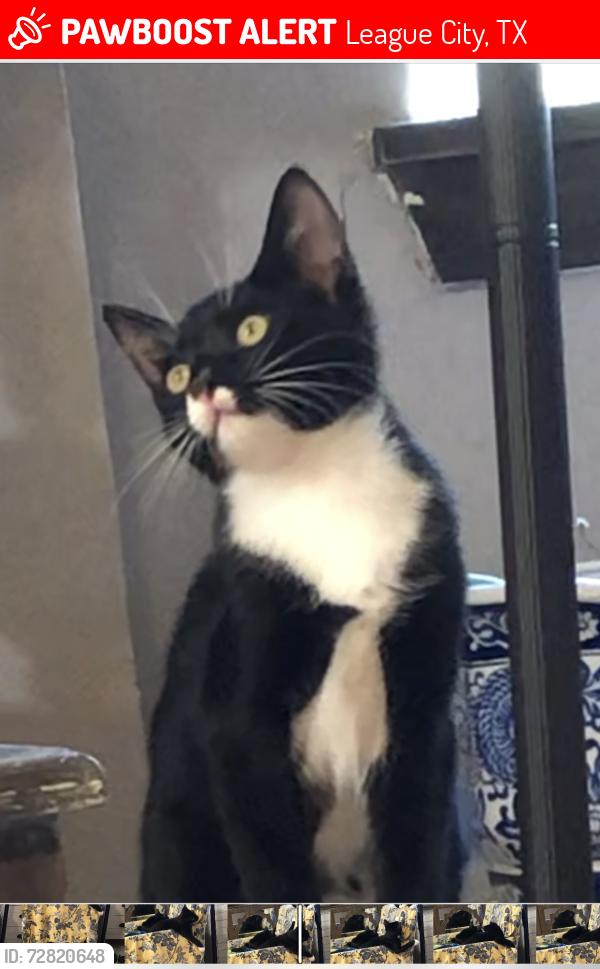 Lost Male Cat last seen Tesla League City, League City, TX 77573