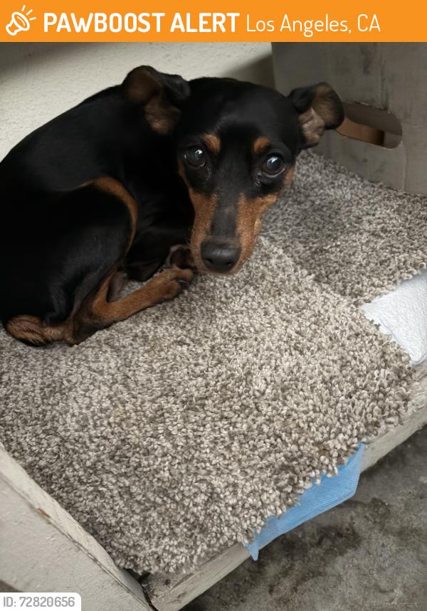 Found/Stray Female Dog last seen Glade Ave and Saticoy, Canoga Park , Los Angeles, CA 91303