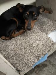 Found/Stray Female Dog last seen Glade Ave and Saticoy, Canoga Park , Los Angeles, CA 91303