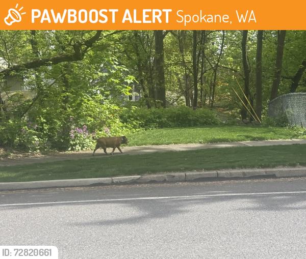 Found/Stray Unknown Dog last seen 11th and Rockwood blvd, Spokane, WA 99202