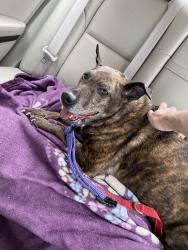 Reunited Female Dog last seen inson Ave , Greenville, NC 27834