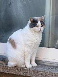 Reunited Female Cat last seen Near Rosanna dr, Mississauga, ON L5M 7Y3