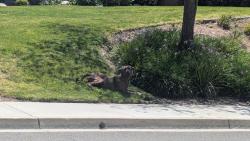 Found/Stray Unknown Dog last seen Edmonton St and Regina , Fontana, CA 92336