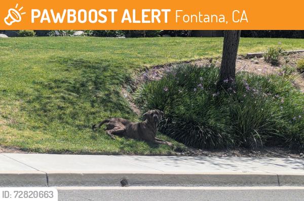 Found/Stray Unknown Dog last seen Edmonton St and Regina , Fontana, CA 92336