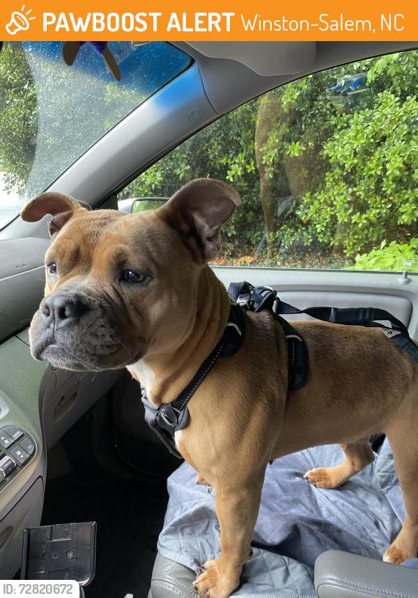 Found/Stray Female Dog last seen reynolda and stratford rd , Winston-Salem, NC 27104