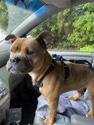 Found/Stray Female Dog last seen reynolda and stratford rd , Winston-Salem, NC 27104