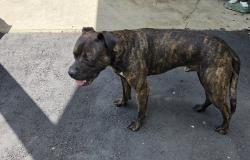 Found/Stray Male Dog last seen NE Meriden Rd , Topeka, KS 66608