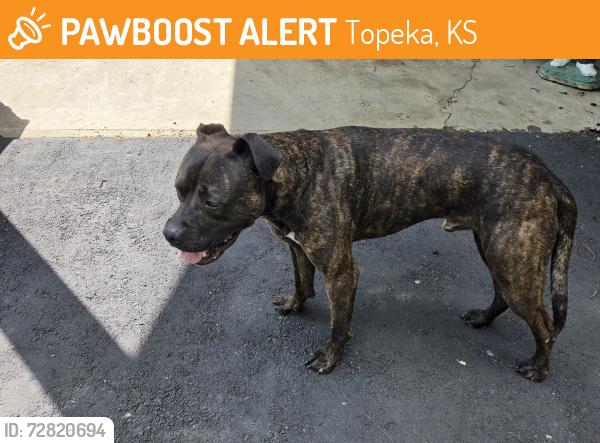 Found/Stray Male Dog last seen NE Meriden Rd , Topeka, KS 66608