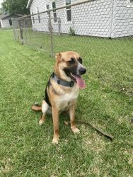 Found/Stray Male Dog last seen Deen Road, Fort Worth, TX 76106