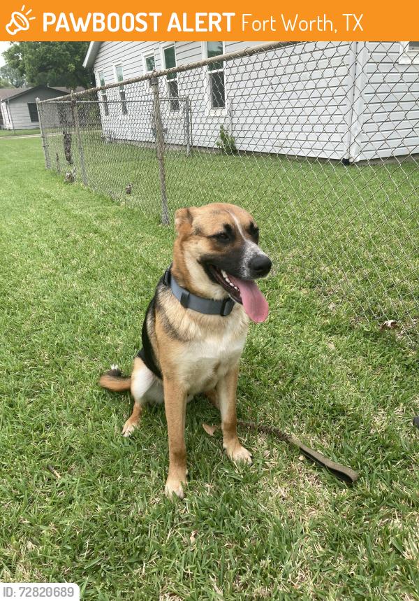 Found/Stray Male Dog last seen Deen Road, Fort Worth, TX 76106