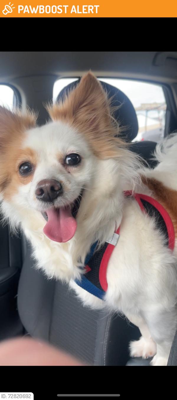 Found/Stray Unknown Dog last seen Corner of Tyler St and Washington Dr, Bailey's Crossroads, VA 22041