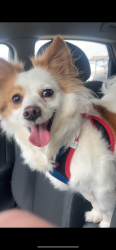 Found/Stray Unknown Dog last seen Corner of Tyler St and Washington Dr, Bailey's Crossroads, VA 22041