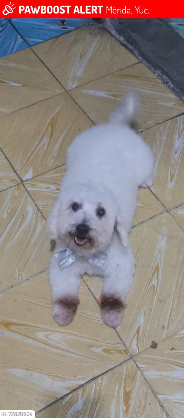 Lost Female Dog last seen Entre calle 39A y 39C, Mérida, Yuc. 97203
