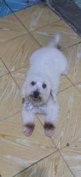 Lost Female Dog last seen Entre calle 39A y 39C, Mérida, Yuc. 97203