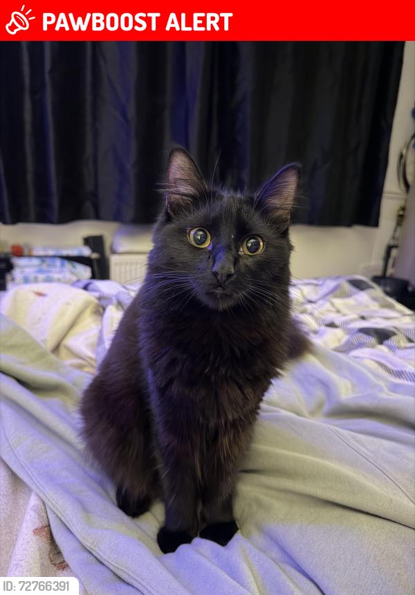 Lost Female Cat last seen Netherton, Windsor Crescent DY2, West Midlands, England DY2 8HA
