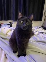 Lost Female Cat last seen Netherton, Windsor Crescent DY2, West Midlands, England DY2 8HA