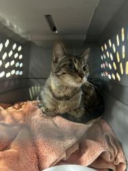 Found/Stray Female Cat last seen Meetinghouse and County Line, Horsham, PA 19040