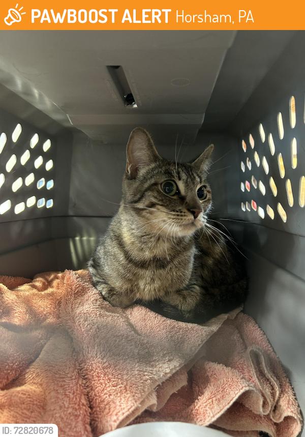 Found/Stray Female Cat last seen Meetinghouse and County Line, Horsham, PA 19040