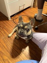 Lost Male Dog last seen Higginbotham , Acadia Parish, LA 70525