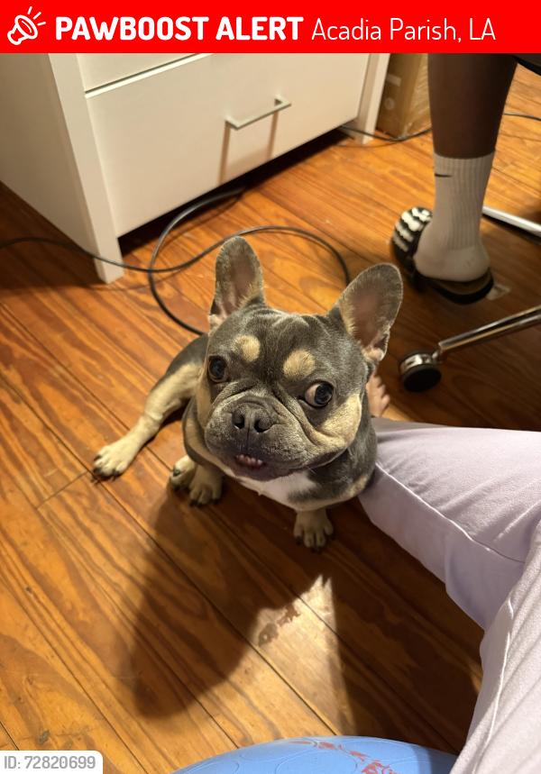 Lost Male Dog last seen Higginbotham , Acadia Parish, LA 70525