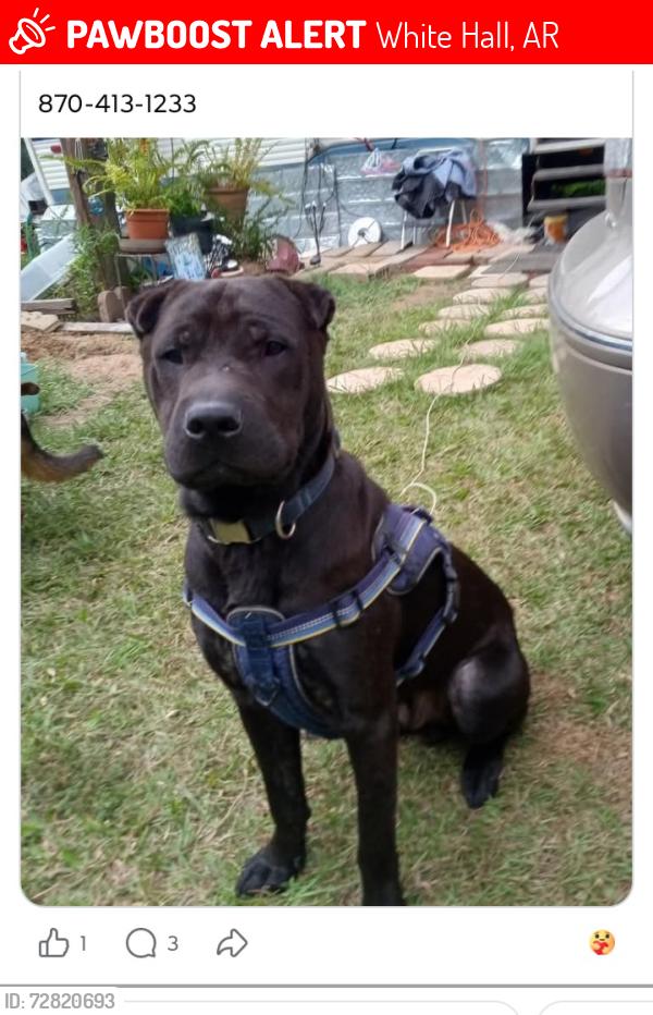 Lost Male Dog last seen Gravel Pit Rd, Hwy 104, Dollar way Rd, White Hall, AR 71602