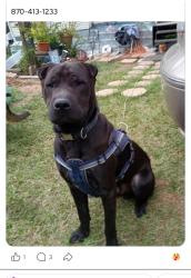 Lost Male Dog last seen Gravel Pit Rd, Hwy 104, Dollar way Rd, White Hall, AR 71602