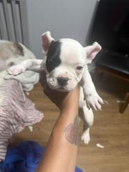 Lost Male Dog last seen Downtown columbus, Phenix City, AL 36869