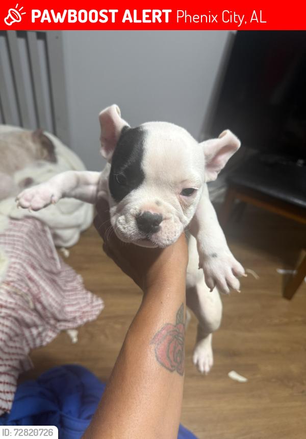 Lost Male Dog last seen Downtown columbus, Phenix City, AL 36869
