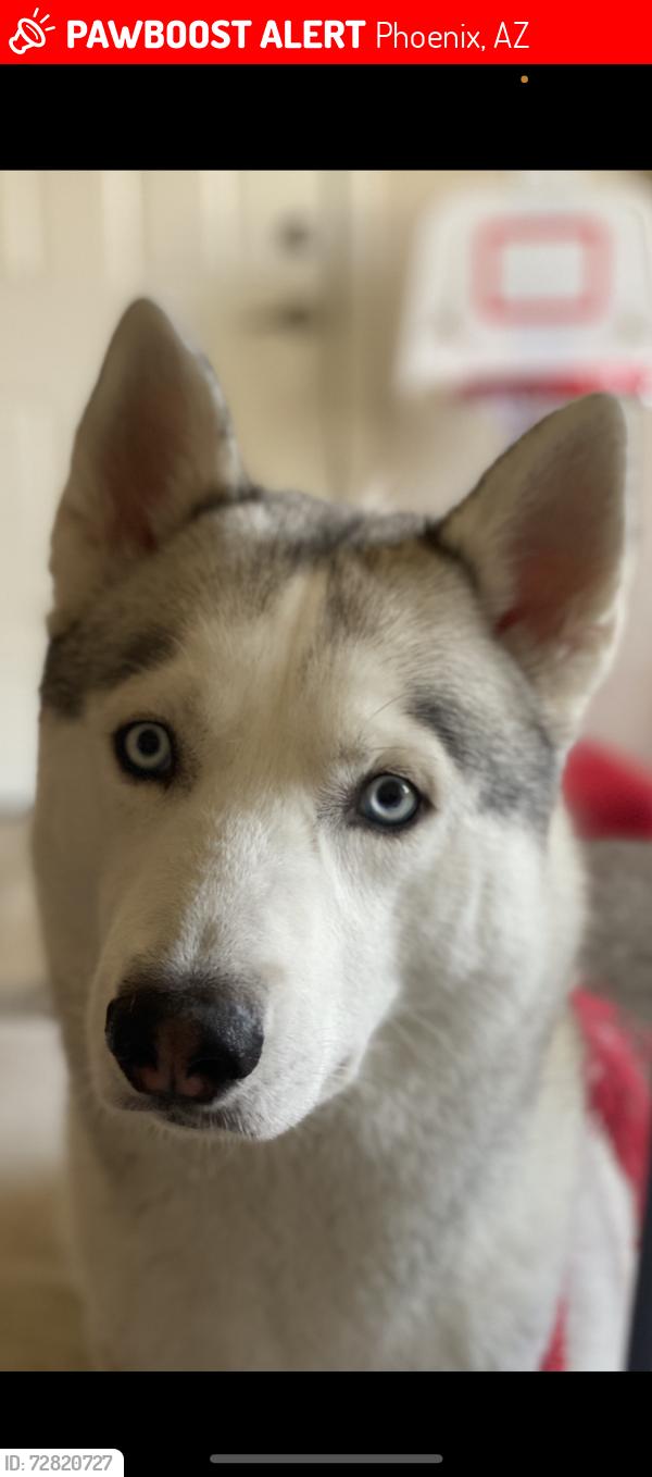 Lost Male Dog last seen Walmart, Phoenix, AZ 85019