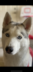 Lost Male Dog last seen Walmart, Phoenix, AZ 85019