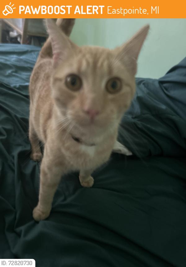 Found/Stray Female Cat last seen Eastpointe near Sprenger, Eastpointe, MI 48021