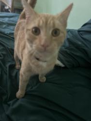 Found/Stray Female Cat last seen Eastpointe near Sprenger, Eastpointe, MI 48021